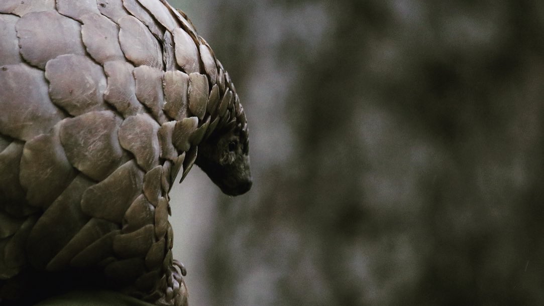 Zimbotash's tweet photo. Meeting a pangolin for the first time ever. A Cape ground/Temminicks pangolin listed as vulnerable at a rescue in Zimbabwe. My dream come true. #pangolin #rescuedpangolin #zimbabwe #conservation @WildIsLife https://t.co/OYPtKdJsfW