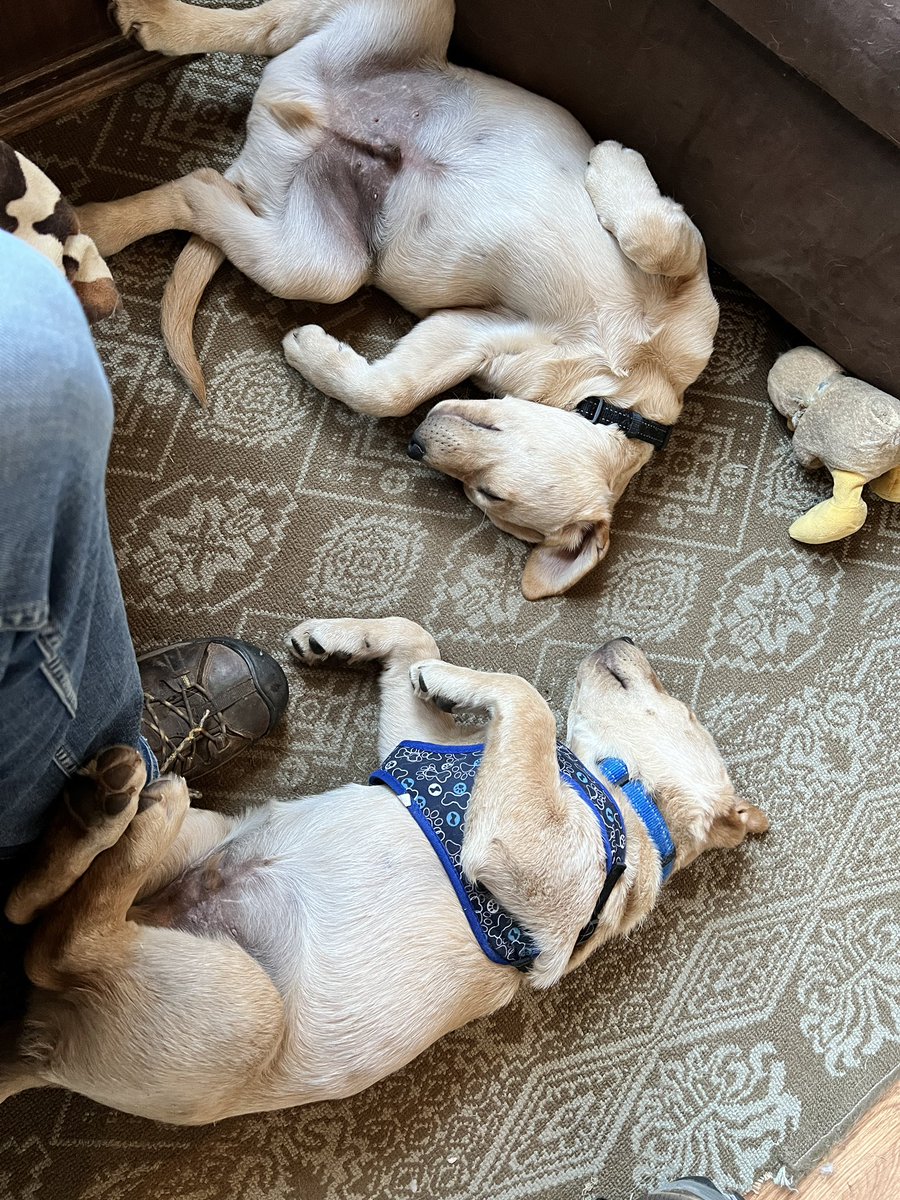 #pupdate #Puppies <a href="/inukshukdogfood/">Inukshuk Dog Food</a> #critters #labs