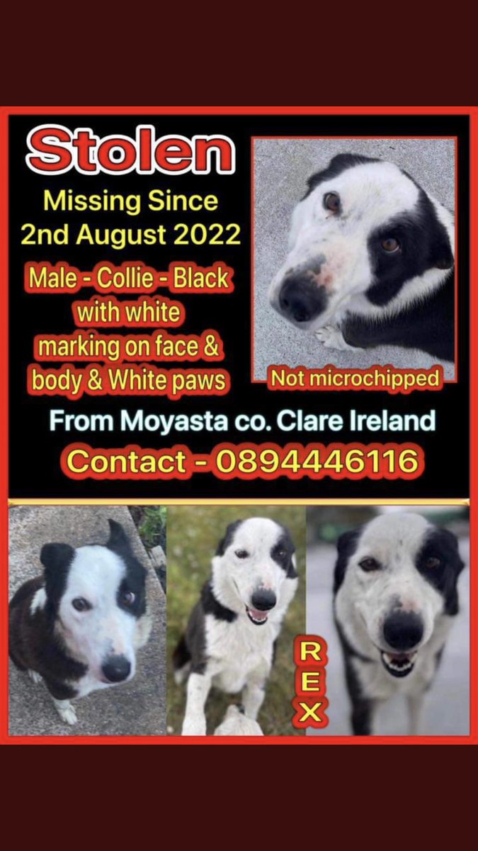 #Moyasta #CountyClare #Ireland #Collie #stolen #Findrex #FindRec #Colliesoftwitter #Twitterstorm