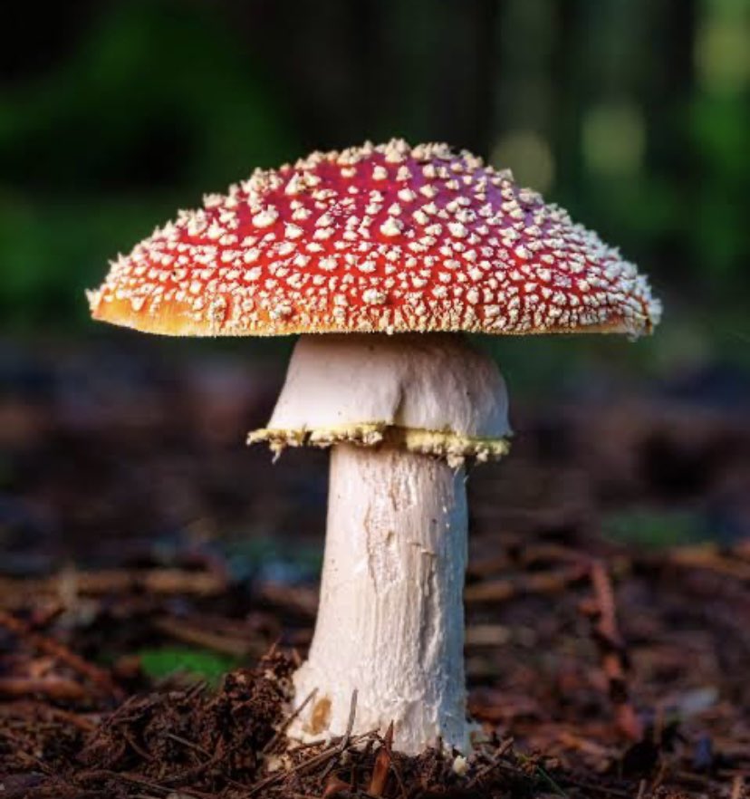 MainStarlett's tweet image. A Beautiful Mushroom 
@metatrees_ekta #MetaTrees #MetaTalent #Mtlympics