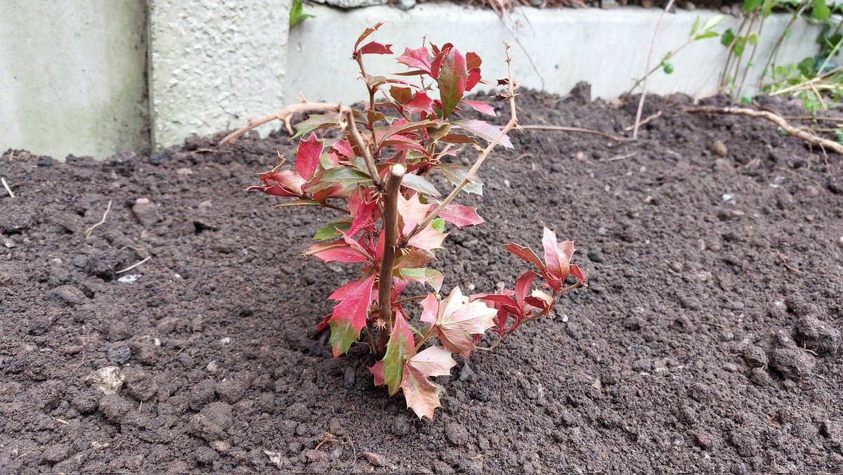 I finally have a garden. It's small, but so am I. I'm so jazzed about being able to work on a haven for wildlife. Today, I planted my first plant—known as Darwin's barberry. I'm calling it Chuck.

Wish Chuck luck in their new home.