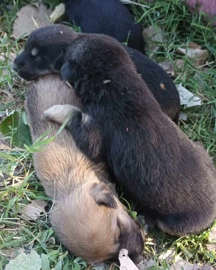 MacaaAbel's tweet photo. ‼️‼️‼️ BOLÍVAR ‼️‼️‼️
NECESITAMOS TRÁNSITO PARA ESTOS BEBÉS. AÚN NO ABRIERON LOS OJOS.
LOS DEJARON TIRADOS EN EL REFUGIO. NO PUEDEN PASAR LA NOCHE AHÍ PORQUE SE MUEREN.

AYUDEN A DIFUNDIR ‼️ https://t.co/SaqbUqa0Jn