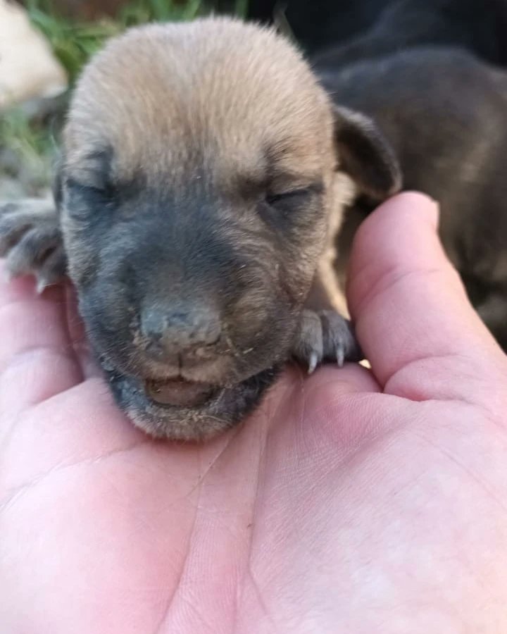 MacaaAbel's tweet photo. ‼️‼️‼️ BOLÍVAR ‼️‼️‼️
NECESITAMOS TRÁNSITO PARA ESTOS BEBÉS. AÚN NO ABRIERON LOS OJOS.
LOS DEJARON TIRADOS EN EL REFUGIO. NO PUEDEN PASAR LA NOCHE AHÍ PORQUE SE MUEREN.

AYUDEN A DIFUNDIR ‼️ https://t.co/SaqbUqa0Jn