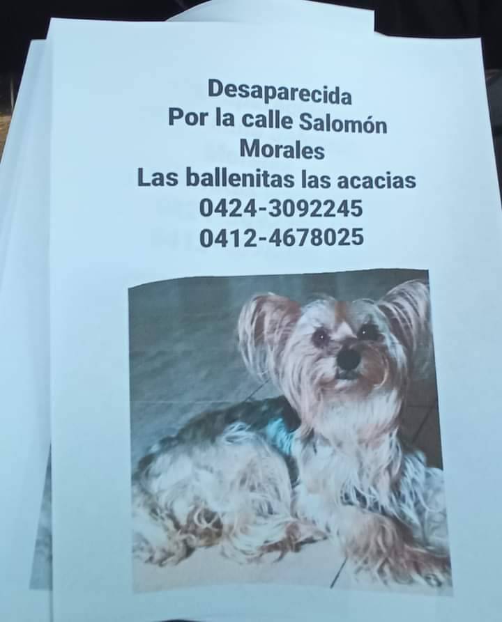 PerroUsuario's tweet photo. #SeBusca Las Acacias,  Caracas https://t.co/8dT6mv8xPK