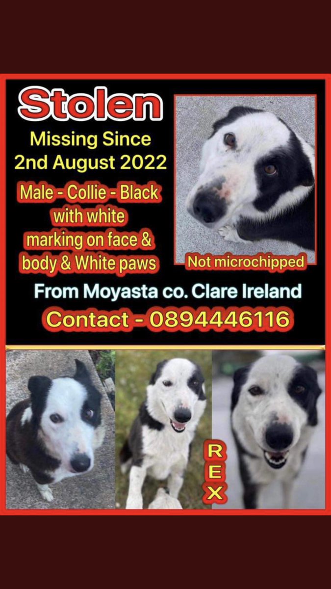 JacquiSaid's tweet photo. You know what to do #findrex #findrex https://t.co/sjK4LOrh6E
