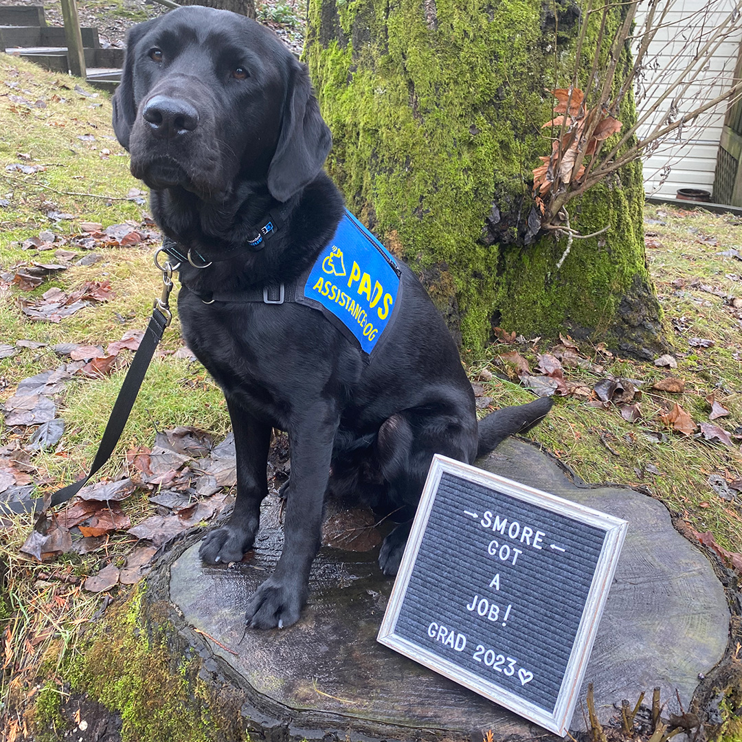 PADSdogs's tweet photo. Sweet Smore got a job! He passed his pre-placement testing and has been matched with a client. Congratulations to PADS Smore and his amazing village for their time, heart &amp; commitment! 
#LifeInTheBlueVest #DogsWithJobs #PADSDogs https://t.co/ZmU2UXXrSq