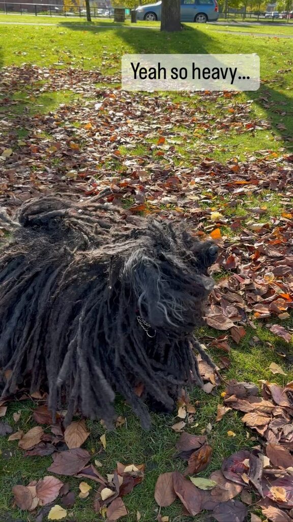 ZebPuliZeb's tweet photo. Answering the ‘their coat must be really heavy’ crew.
#Manchester #MopsOfManchester #PuliDogs #HungarianPuli #Magyar #Dreads #MopDog #DogsOfManchester #DogWithDreads #DreadlockDog #BestWoof #PetsOriginal #DogsOfInstagram #Dog_Features #TeamDogsUK #PetG… https://t.co/aZODvq2Laa https://t.co/hp40UgbzHX
