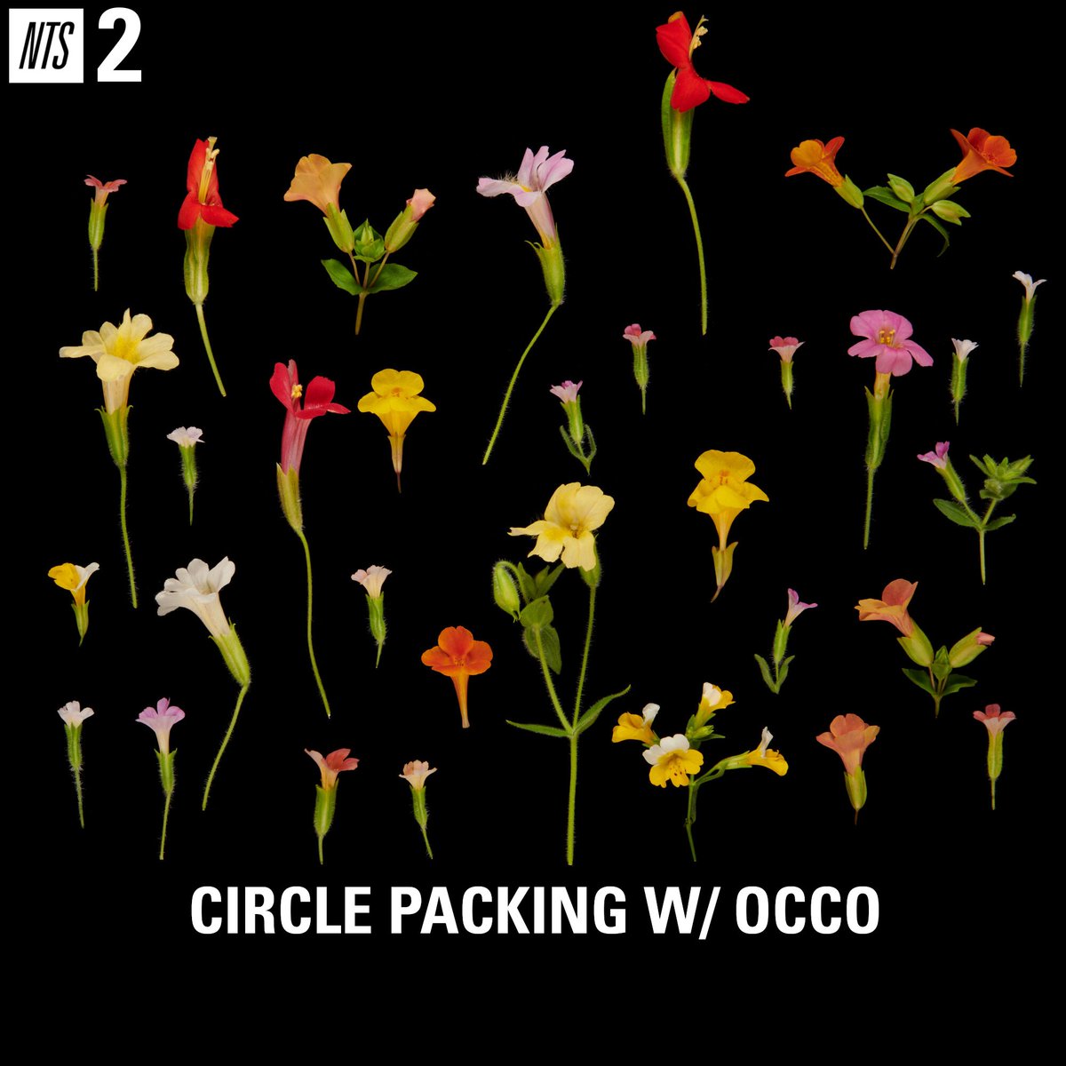 on NTS today at 5pm