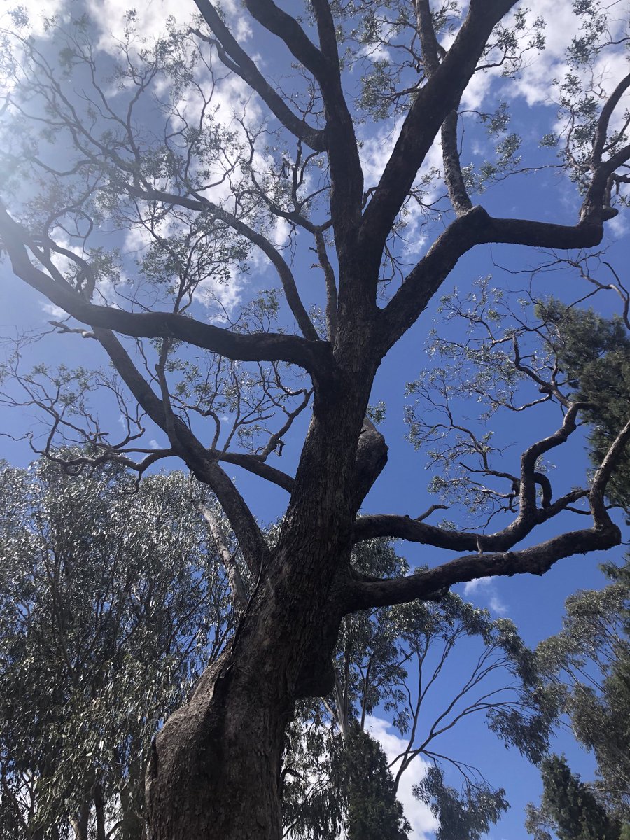 #LoveAGum this old tree at Hall Village park NSW, provides many nesting sites for lucky parrots 💙
