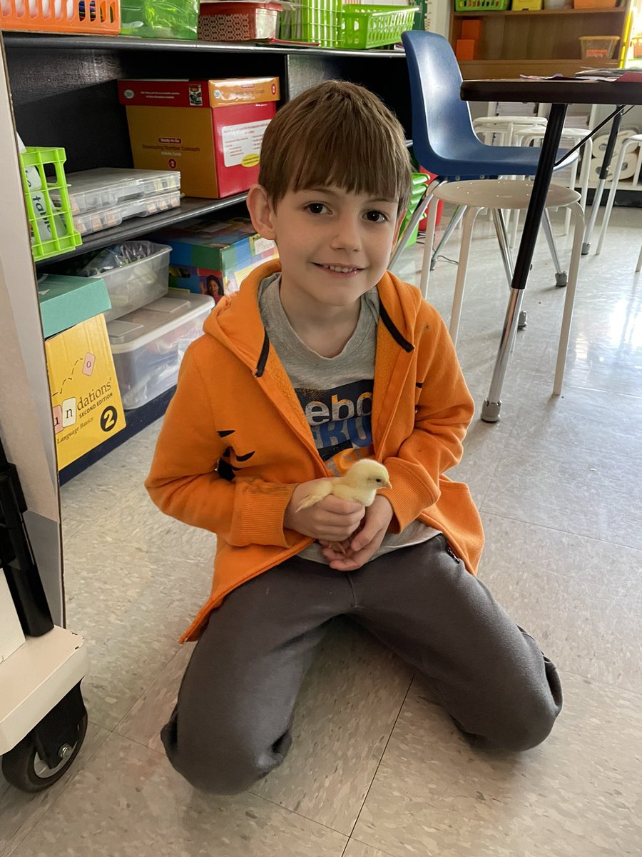 aoachievers's tweet photo. #lifecycles are fun to learn about when it’s hands on! From egg to chick in three weeks #secondgrade @myAOfamily https://t.co/vKgOBZoLn2
