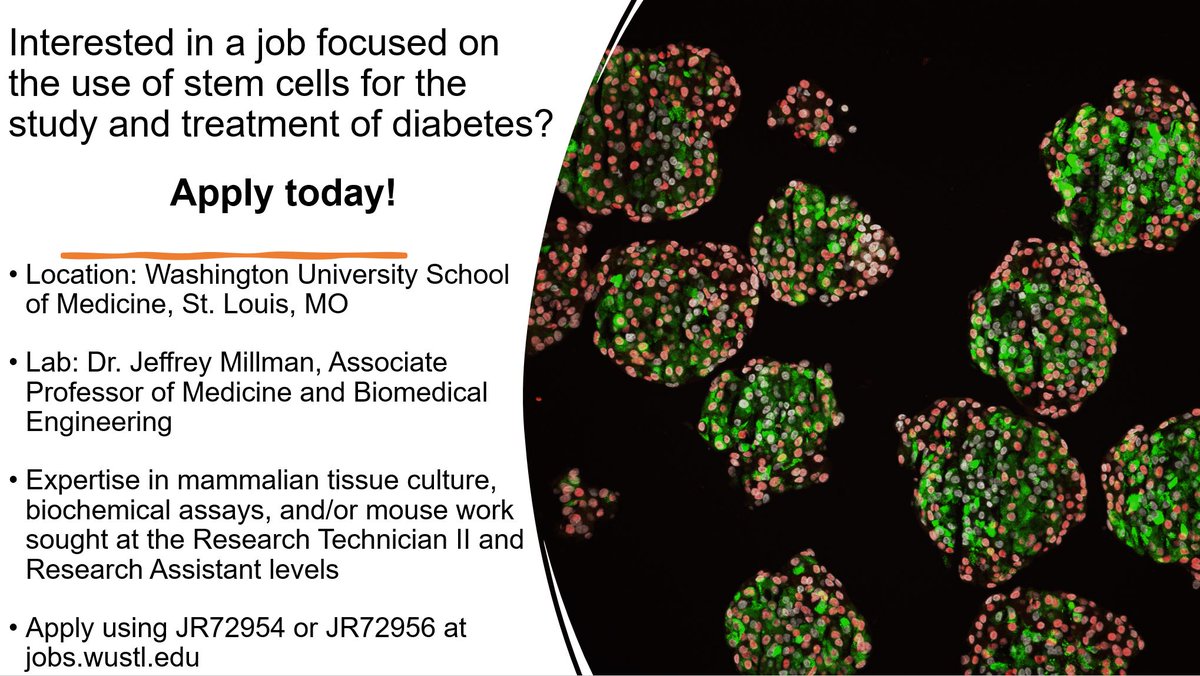 Jeffrey Millman (@jeffreyrmillman) on Twitter photo Join our team at <a href="/WUSTLmed/">Test Account</a> and contribute to cutting-edge research on stem cell-based treatments for diabetes! We're hiring a Research Tech II and Research Assistant to perform stem cell culture, biochemical assays, and/or mouse work. Apply now! #STEMjobs #research #diabetes Join our team at <a href="/WUSTLmed/">Test Account</a> and contribute to cutting-edge research on stem cell-based treatments for diabetes! We're hiring a Research Tech II and Research Assistant to perform stem cell culture, biochemical assays, and/or mouse work. Apply now! #STEMjobs #research #diabetes
