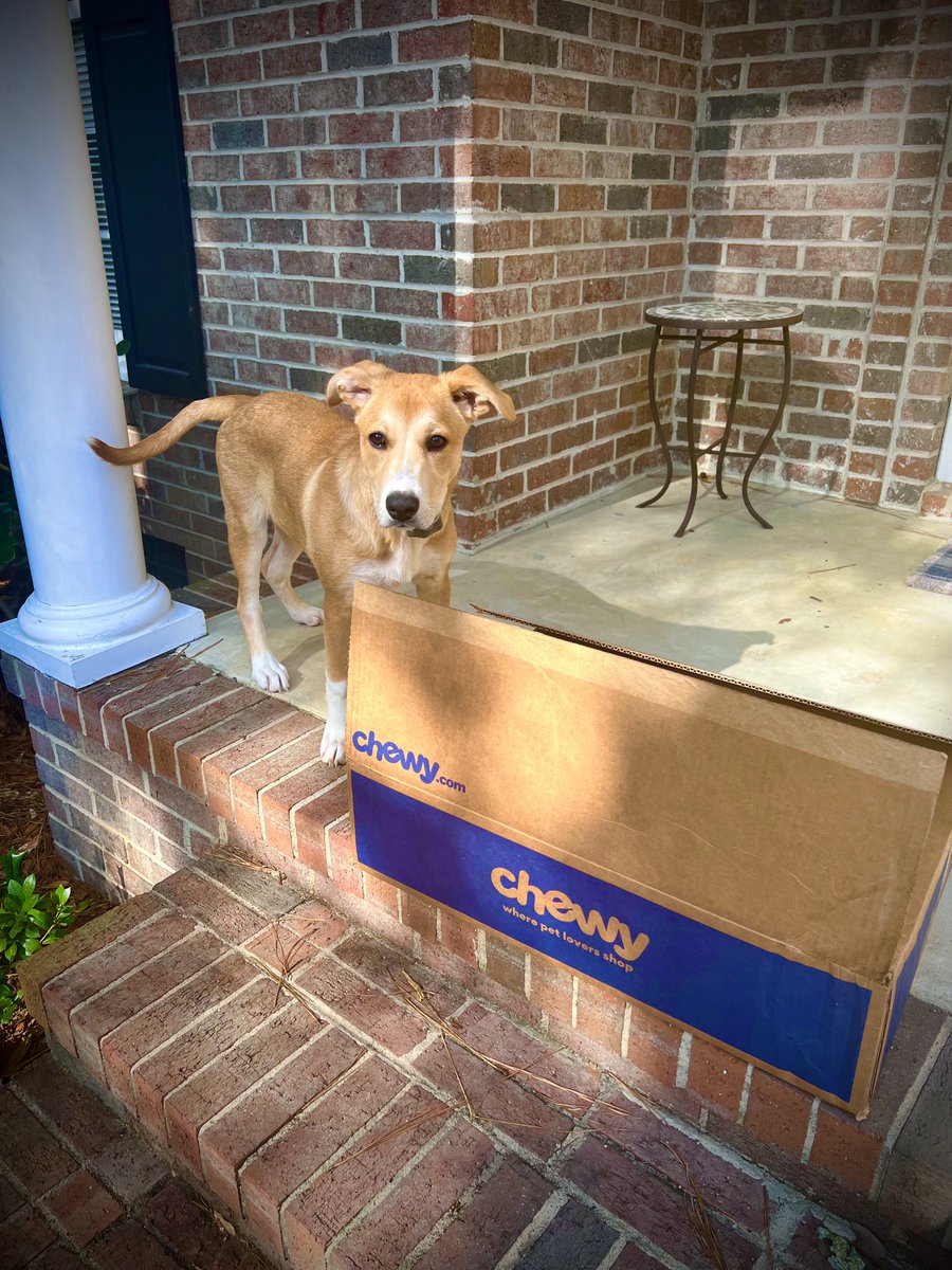 Callaway is so excited to receive her very first #ChewyDelivery from ⁦⁦@Chewy⁩ ! #newpuppy #pinehurst