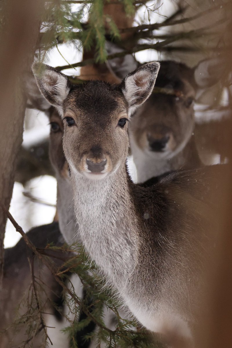 HenrikRyhle's tweet photo. Got to meet these beautiful fallow deer in the snow 🙌 #wildlifephotography #NaturePhotography #nature #fallowdeer #sweden https://t.co/sTsDFVsUVQ