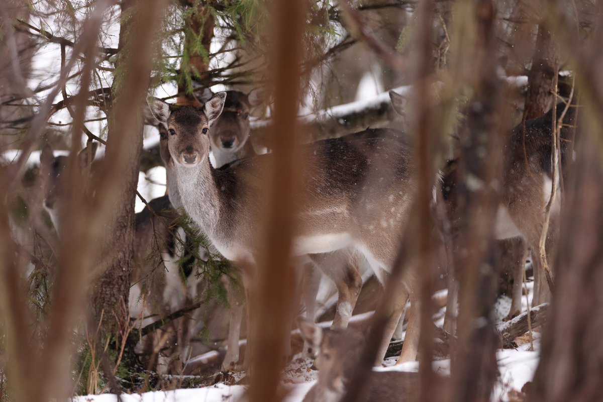 HenrikRyhle's tweet photo. Got to meet these beautiful fallow deer in the snow 🙌 #wildlifephotography #NaturePhotography #nature #fallowdeer #sweden https://t.co/sTsDFVsUVQ