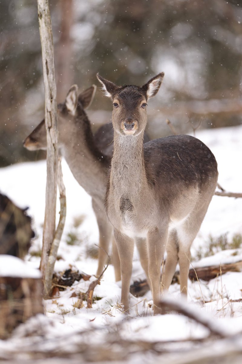 HenrikRyhle's tweet photo. Got to meet these beautiful fallow deer in the snow 🙌 #wildlifephotography #NaturePhotography #nature #fallowdeer #sweden https://t.co/sTsDFVsUVQ