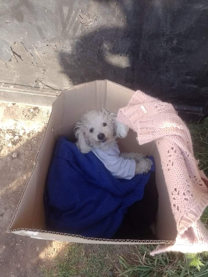 lasrenatasok's tweet photo. #BuenasTardes 
#nuevoingreso 
Hoy nos dejaron abandonado en la puerta del refugio a este bebé.
Al llegar uno de los cuidadores al refugio se topó con una caja en la puerta, tal cual como se ve en la foto.
Dentro de la caja estaba este canichito. Nos avisó y se le dió https://t.co/HKXhDyAxmm