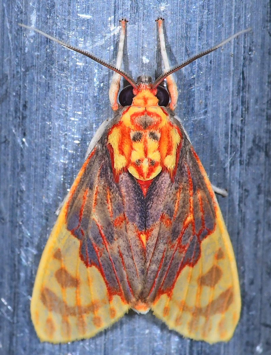MaximLarrivee's tweet photo. #mothday continues with the #tiger #moth Scaptius chrysoperina, a striking beauty that visited our #AMI monitoring system. This is the 1st record of this species on @inaturalist !
? Do you see the #spider ?
#moths #insects #macrophotography #NaturePhotography #entomophilia https://t.co/Hmcu4n9jh7