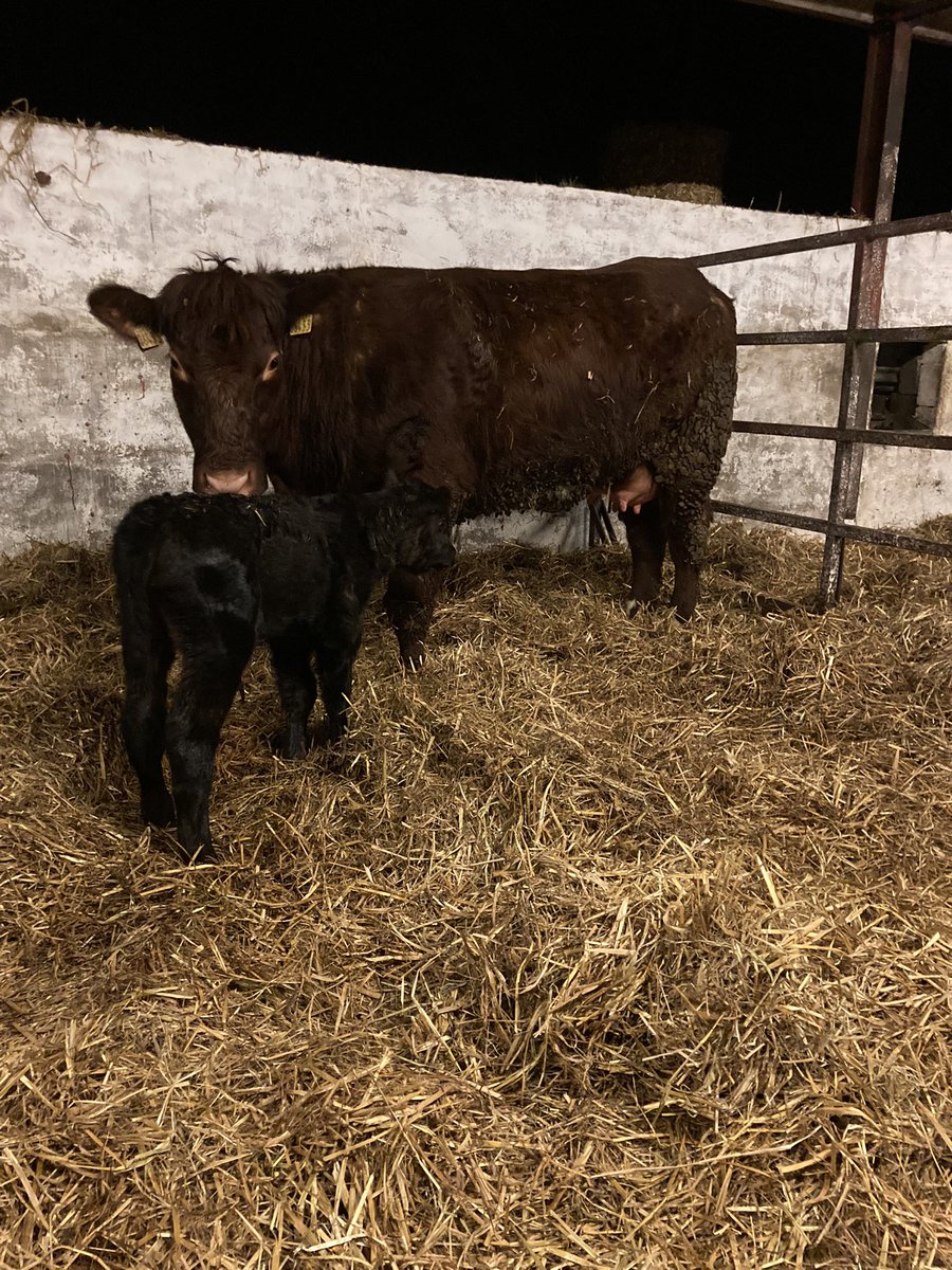 Calving season underway #stabaliser #springcalving