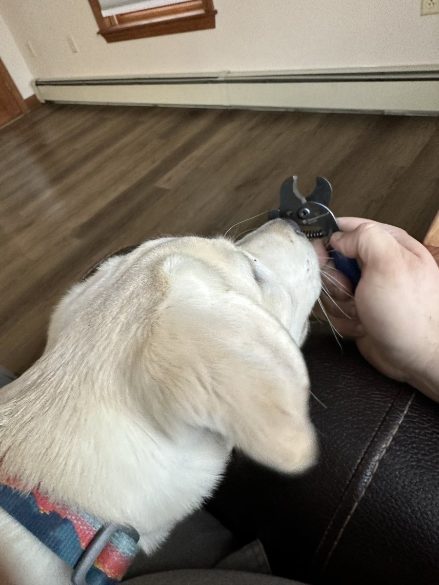 ajsweet13's tweet photo. Sometimes you have to give your fur princess a manny peddy, Jonard tools for the win these wire snips make a great dog grooming tool. Reba Rose approves!
@JonardTools https://t.co/56dhryRuA6