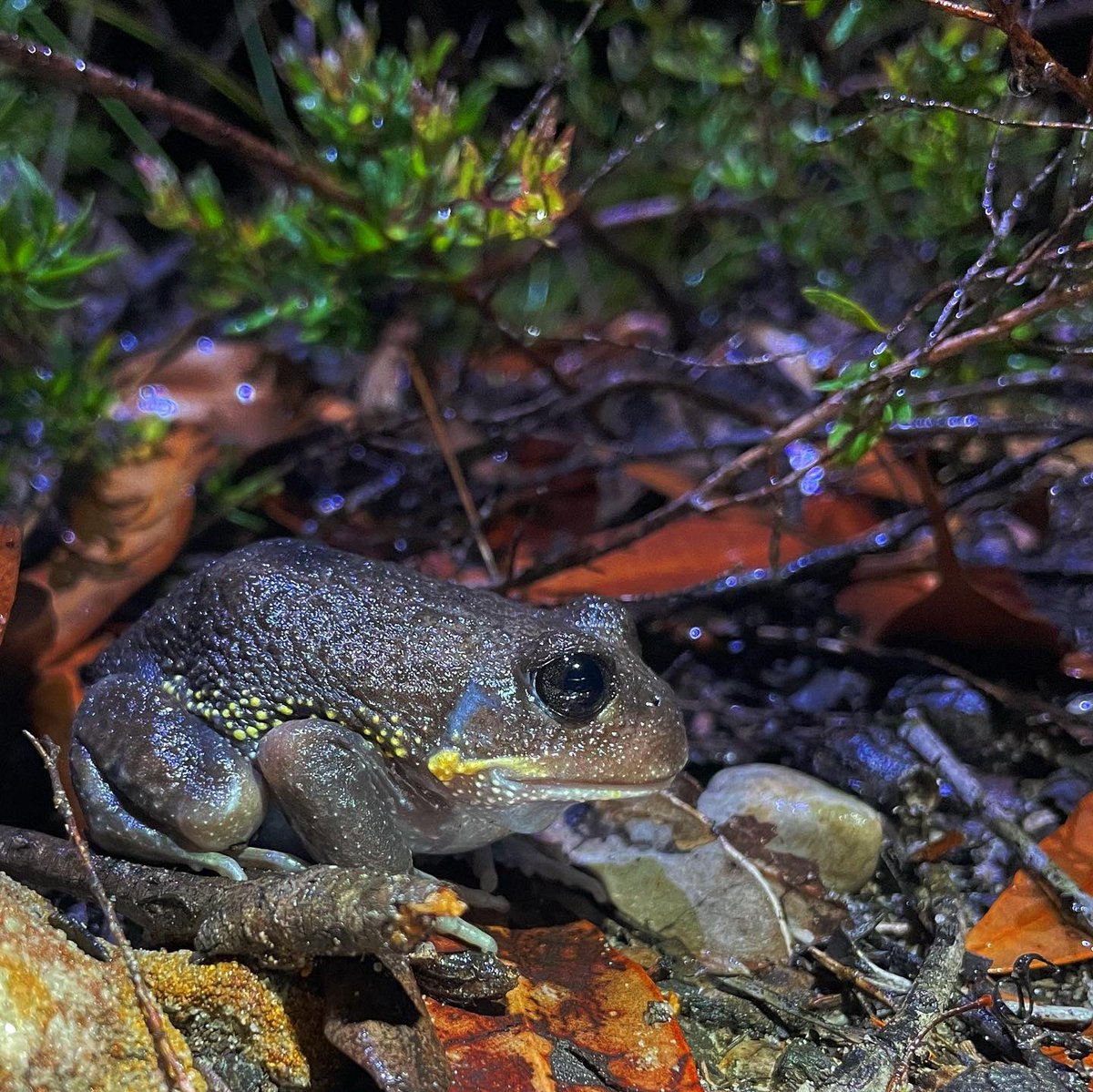 Jodi Rowley tweet media