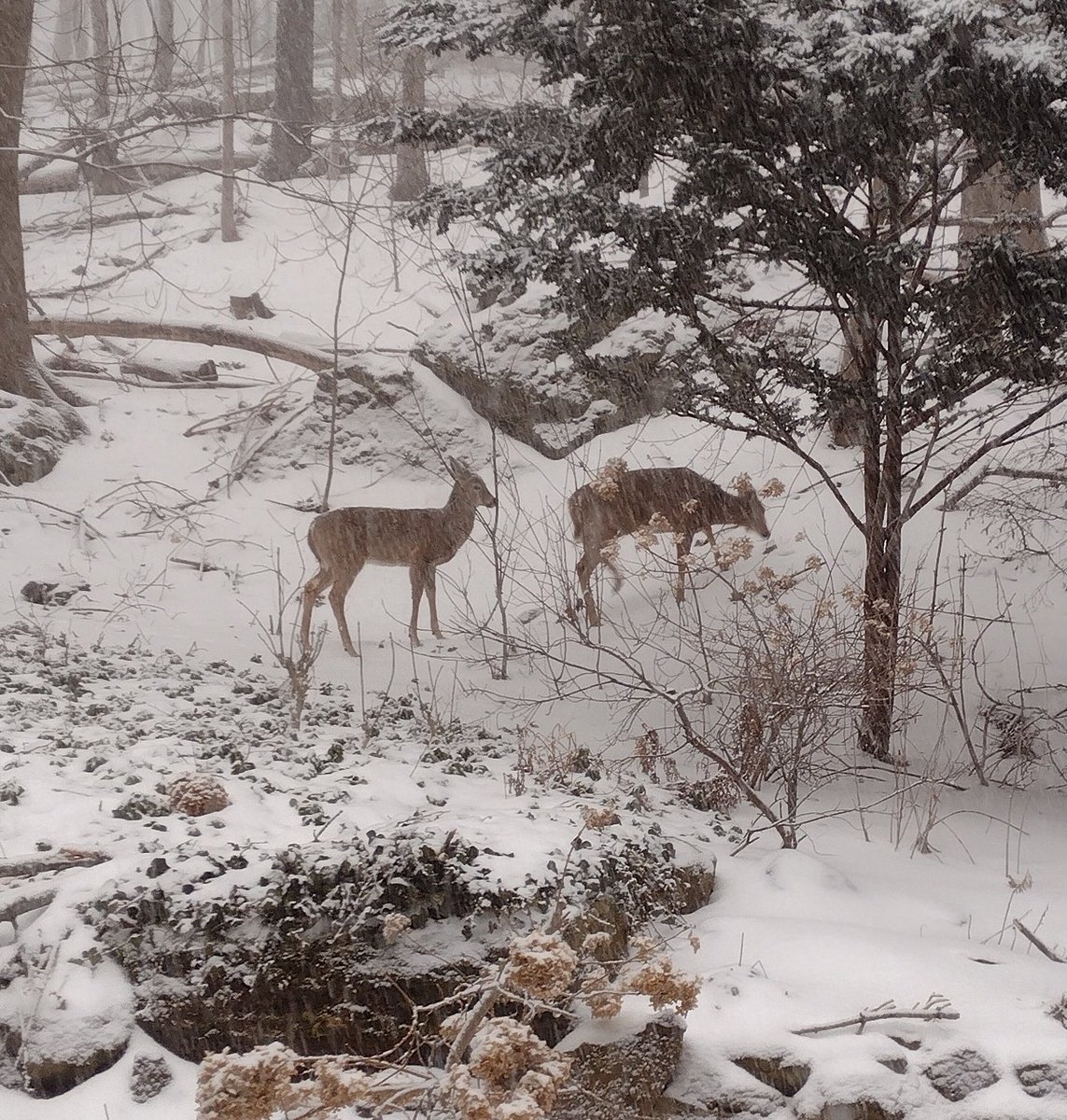 A light snow and a backyard visit from some beautiful creatures a few minutes ago.