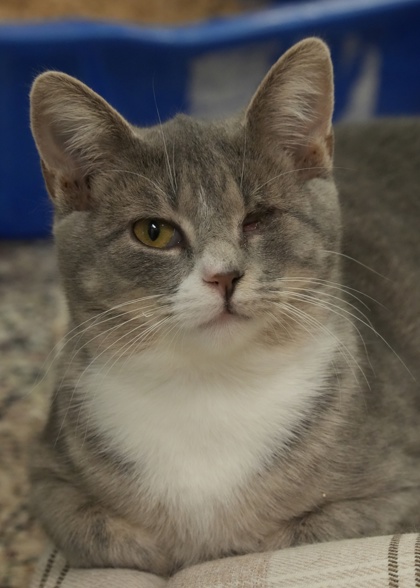 SPCAAlbrecht's tweet photo. Myth is a 8mth old domestic shorthair. He has a playful personality &amp; for gets along best with older children and other cats. He's unknown about dogs and enjoys toys &amp; a warm spot to lie down. Adopt him today at 199 Willow Run Rd Aiken, SC 29801; we're open until 5pm. https://t.co/SUWlBZqdTk