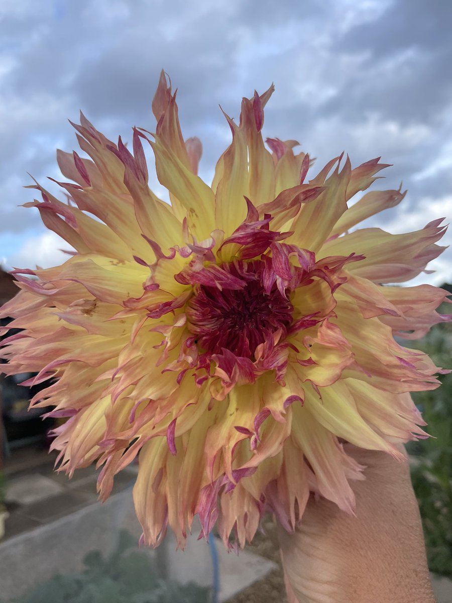 I’m off to sleep folks. Determined to get better for Saturday.
I’ve been organising my dahlia stash today so have a photo from one last summer. 😍
Night Tweeters.
#GardensHour 
#GardeningTwitter
