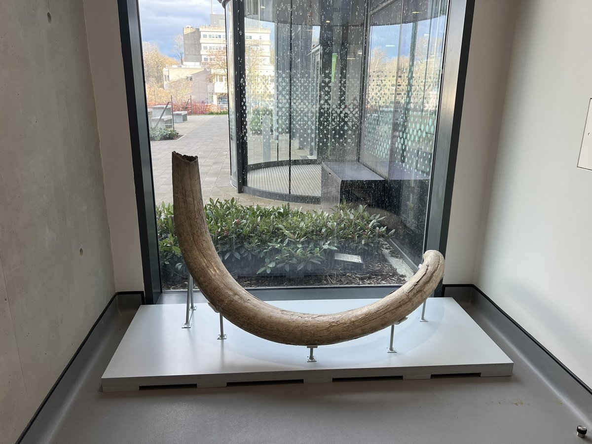ColeZoology's tweet photo. Our Canadian mammoth tusk has finally rejoined the museum display! Buffed up and mounted by @MrIchthyosaurus #mammothtask @ACallaZoo @ReadingBioSci @UniofReading @UniRdg_TechServ @wetconservatrix ๐ฆฃ๐ฆฃ๐ฆฃ https://t.co/bTNSevZmtE