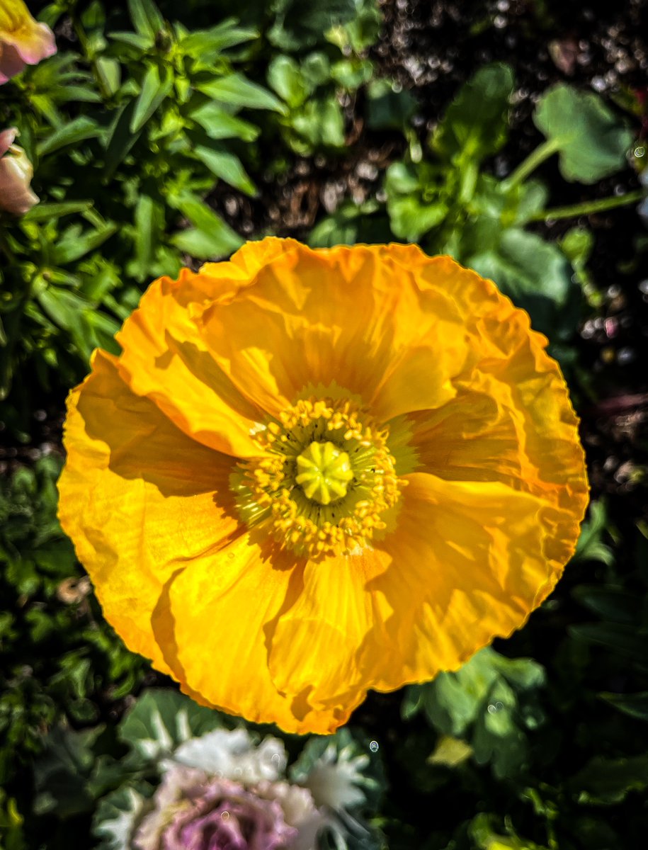 gardenersnotebk's tweet photo. Yellow Poppy Sherman Oaks, California

https://t.co/FNma8e7ToI

https://t.co/Kc8OpywW2X

➡️ I have moved here
https://t.co/PxU4kEiVjf and https://t.co/EdRWvQ4P89 

#poppy #yellow  #floweringnow #flowers #nature #outdoors #california #losangeles  #travel #plants #photography https://t.co/C0HfIjFpDm