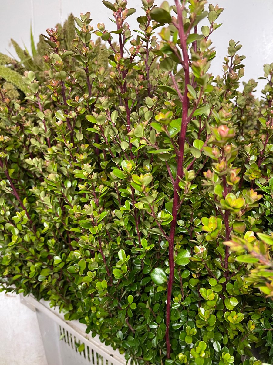 KrystalCamFlor's tweet image. Elegant and simple 💚 wreaths and garlands made to order with advance notice!
'Boxwood'
#888camflor #boxwood #wreaths #customwreaths #garland #greenery #growershippers #certifiedamericangrown #cagrown #cagrownflower #flowergrower #originmatters #novelty #stpatricksday2023