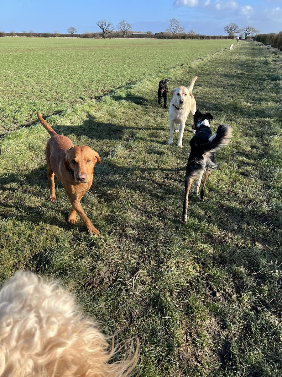 Four Paws Dog Walking Services!!🐾🐶🐾🐶