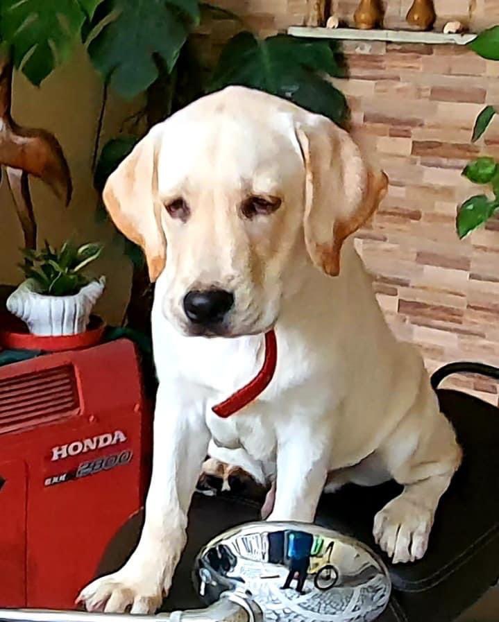DogsLifeFanClu1's tweet photo. Labrador puppy getting ready to work
#labrador #labpuppy #labradorpuppy #yellowlab #yellowlabrador #cutepuppy #labradortraining #labradoroftheday #labradorretriever https://t.co/qSFw02pc2j