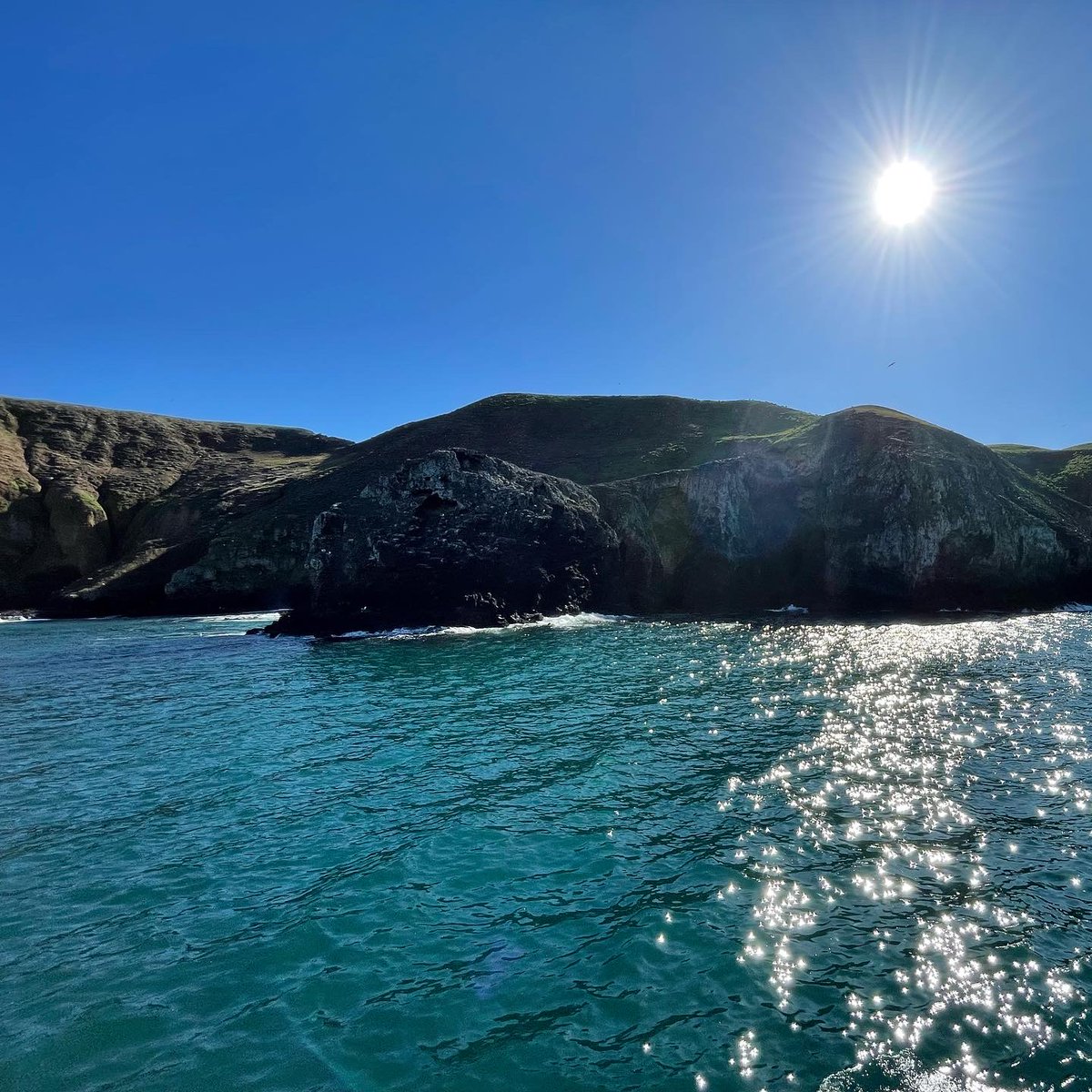 CofC School of Natural and Environmental Sciences tweet media