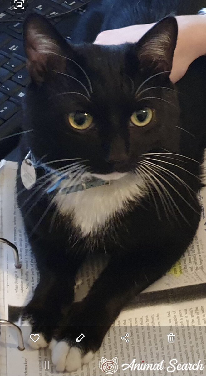 #MISSING Extremely handsome tuxie NERO, who has enormous yellow/green eyes and a magnificent set of white whiskers. in Spur Road, Orpington, Kent BR6 0Q‼️
DETAILS &gt; animalsearchuk.co.uk/ALP300956 
#cats #kittens #LOST #FindNero 
PLEASE SHARE/RT✔️