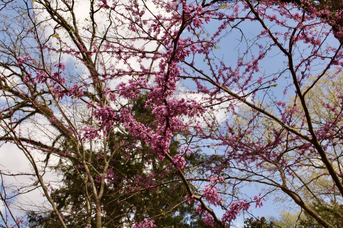 ChapelMS's tweet photo. Flowers are sprouting up all around the Chapel campus today, and these Eastern Redbuds are no exception! 

"So neither the one who plants nor the one who waters is anything, but only God, who makes things grow." 
1 Corinthians 3:7 https://t.co/9u0ZkF3vqC