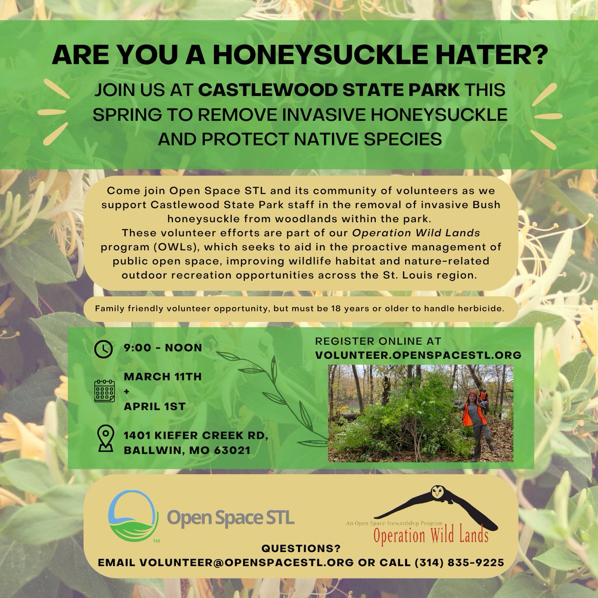 OpenSpaceSTL's tweet image. 👋Calling all Honeysuckle haters!👋
We have two #volunteer events coming up with Castlewood State Park and we need YOUR help! 😁
View all our upcoming #Honeysuckle removal opportunities and register today:
volunteer.openspacestl.org/need/index?tag…
---
#openspacestl #invasivespecies #mostateparks