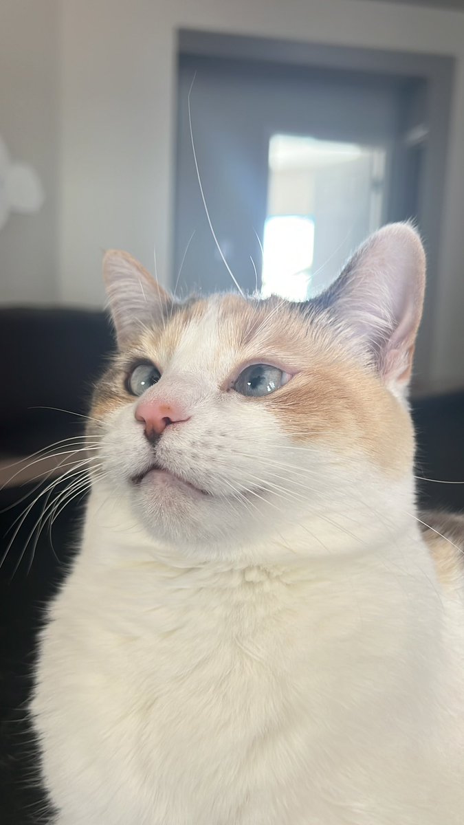 fatfatpankocat's tweet photo. Antenna https://t.co/tW4LASKpUr