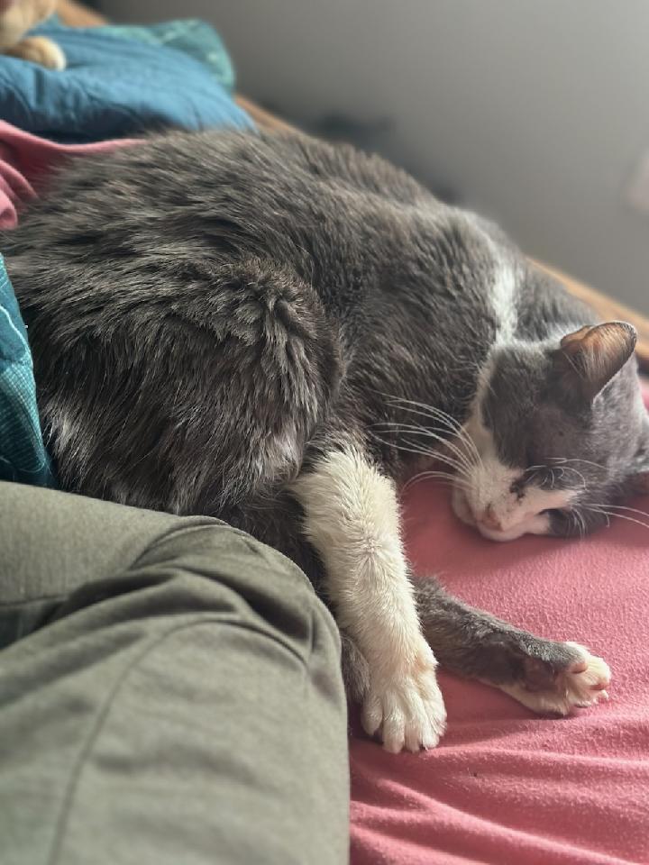 RappCatsAdopt's tweet photo. Starlight has terminal cancer. She will stay with her foster fam until she says it's time 🌈💔. This little warrior still has lots of #lifetolive, #lovetogive, & #treatstoeat! Thankful for our awesome, selfless foster families! #fostercats #cats #unconditionallove https://t.co/cPVcZS1nxg