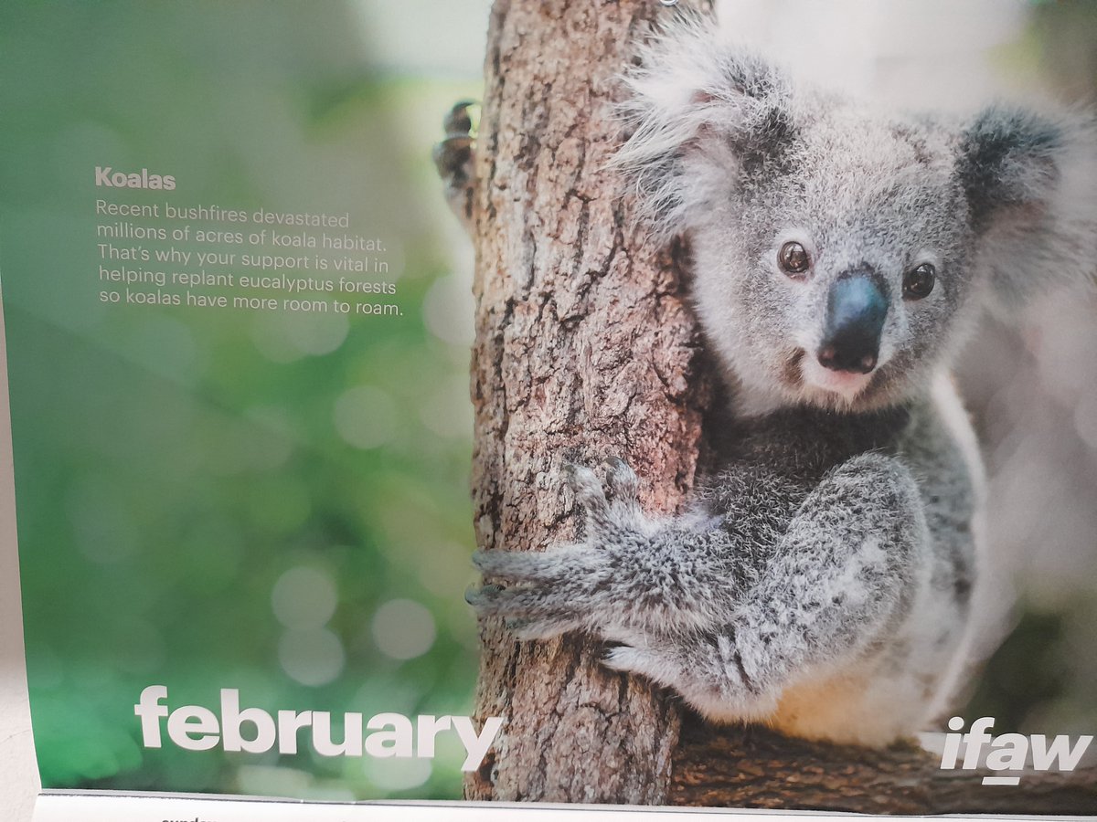 KHSRC1's tweet photo. We are still in #February β good on you @ifawAU Nice #calendar #picture related to the large #fires a couple of years ago.
π¨πΏ
#TuesdayThoughts #TuesdayFeels #Koalaas #koala #koalacalendar #koalastuff https://t.co/6pmDdQI08g