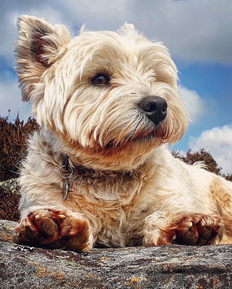 RachelNorthDog's tweet photo. I've taken the first tick off one of the dogs already this year...no Hamish it doesn't mean you get a prize! 😖🕷🙄 #mildwinter #westie #westies #westhighlandterrier #ticksdontmeanprizes  #Northumberland https://t.co/4VCY82FAeo