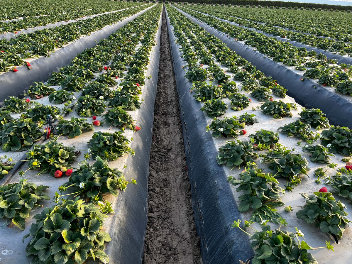 Redox on Twitter "Buttonwillow Warehouse agronomist, Fernando Mendez