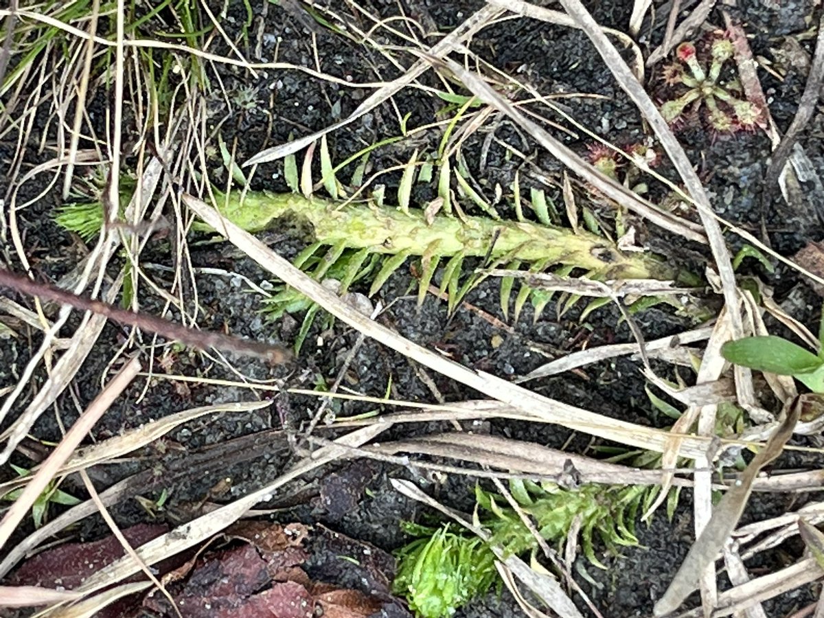 CCUScienceDean's tweet photo. Nothing like being in the field‼️ Tagged along with Prof. Amy Hill and her Priciples of Ecology BIOL 370L class at the Waccamaw National Wildlfe Refuge exploring 20m transects to identify populations of sundew and club moss. #highimpactpractice #STEM #experientiallearning https://t.co/qFqwNyQ59h