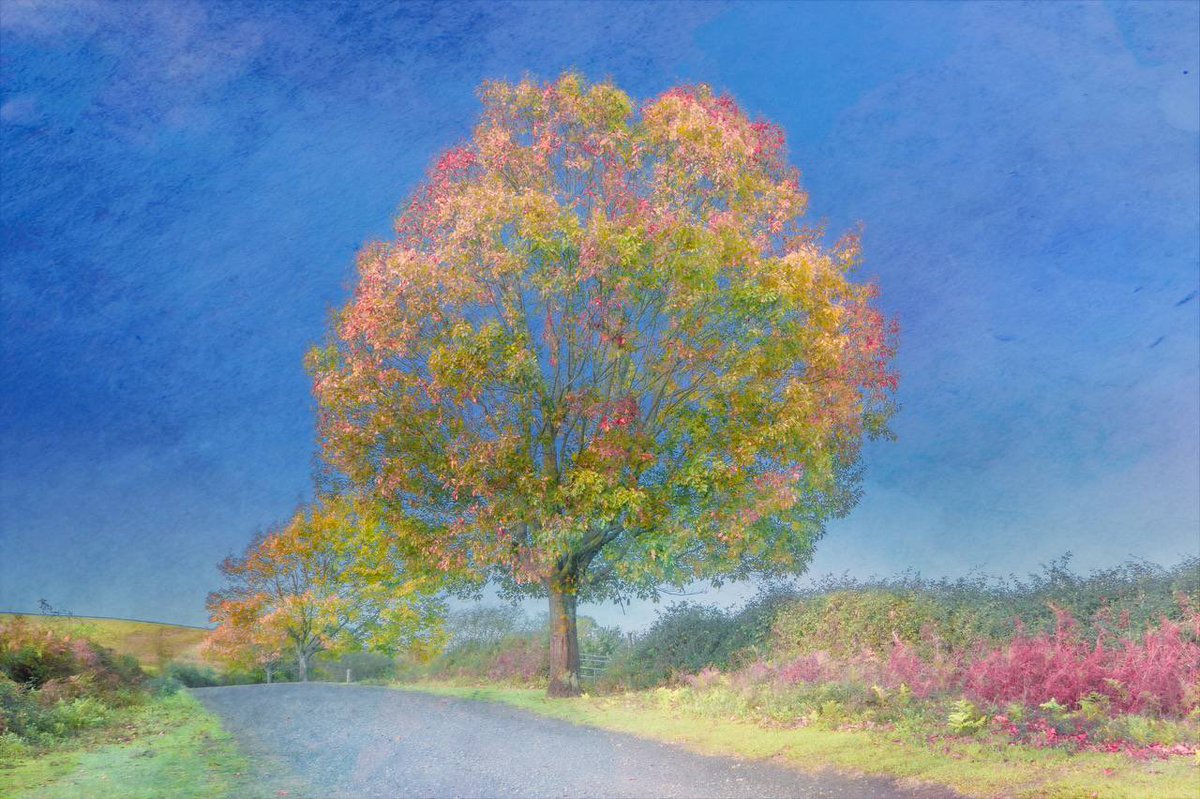 Megazord would #to accounce that we love trees… 

So, we bought this beautiful art from <a href="/samanthacavet/">Samantha Cavet</a> 

It warms Megazord’s soul!