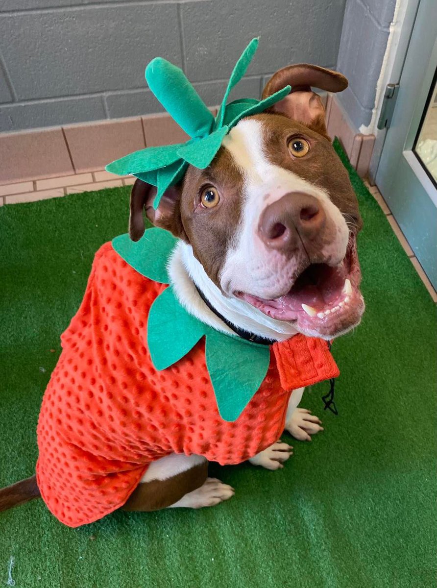 Strawberry shortcake, strawberry ice cream, strawberry cheesecake…what is your favorite way to enjoy nature’s candy? My favorite is to share it with my furevers but they haven’t found me yet. I’m hoping to meet them berry soon! Happy #NationalStrawberryDay!

🍓Toffee

#adoptme