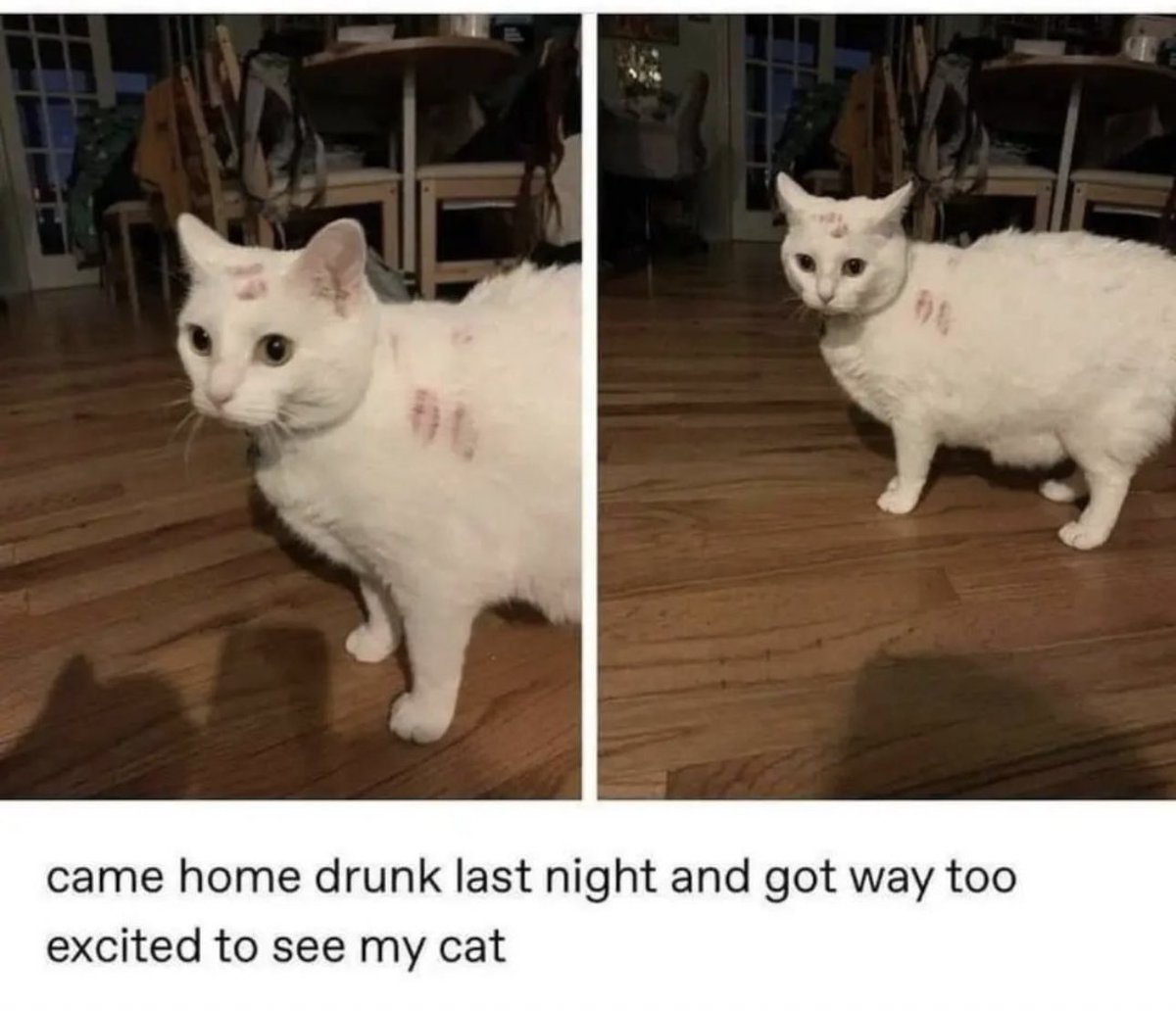 Posts Of Cats tweet media