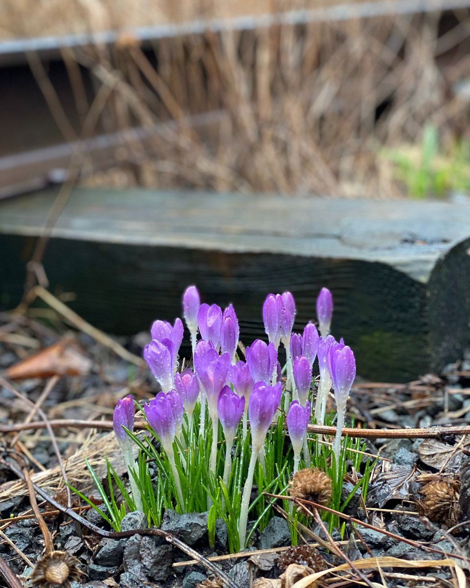 highlinenyc's tweet image. The crocuses are blooming—spring must be around the corner. #signsofspringnyc
