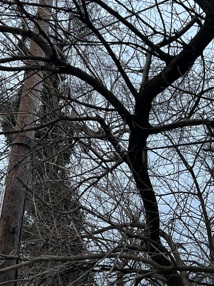 JaskelFlatts's tweet photo. @PECOconnect Philadelphia PA on Cresson Street in between Calumet and New Queen Street. The company who does your tree services called and said they do not service these lines but the pole has your tags on it. Dangerous amount of branches weighing on the various lines. https://t.co/njBSdoM0fv