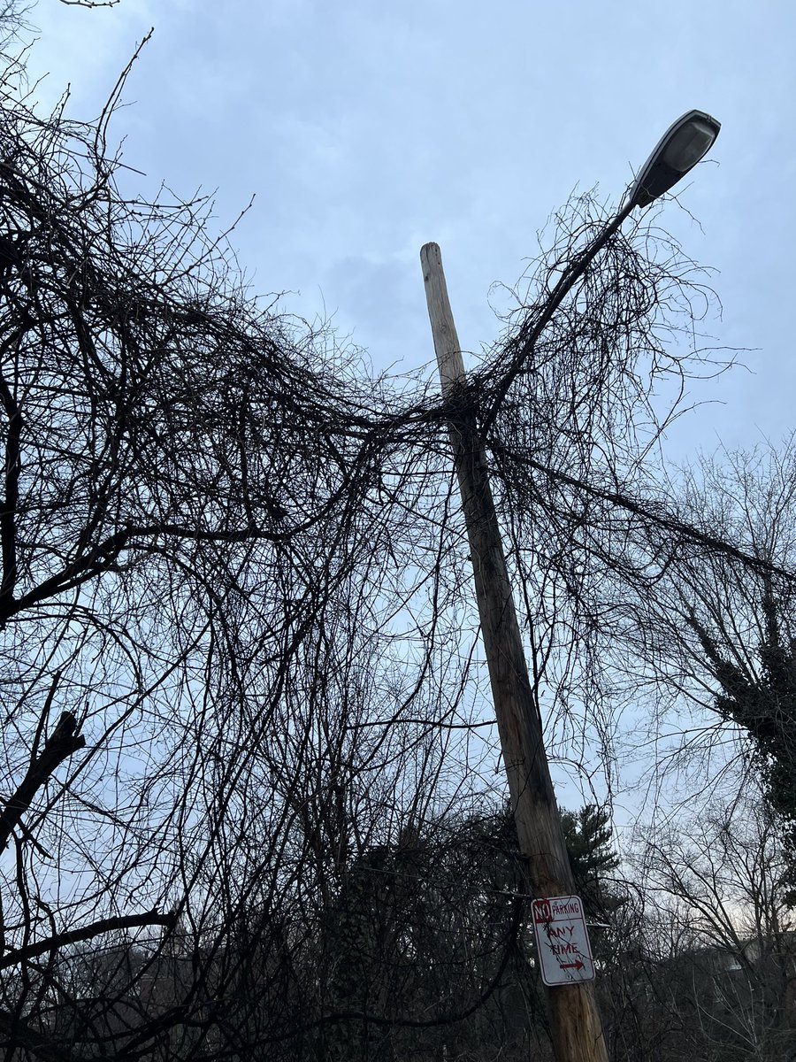 JaskelFlatts's tweet photo. @PECOconnect Philadelphia PA on Cresson Street in between Calumet and New Queen Street. The company who does your tree services called and said they do not service these lines but the pole has your tags on it. Dangerous amount of branches weighing on the various lines. https://t.co/njBSdoM0fv