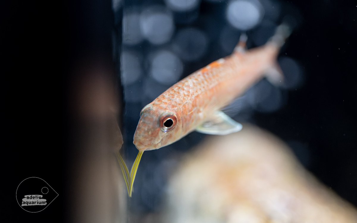 adelie_aquarium's tweet photo. ใคใฎใจใใๅใฎใ้ญ
#ใใกใธ #goatfish
#้ญๆดฅๆฐดๆ้คจ #ๆฐดๆ้คจ https://t.co/iPEEAFiAL3