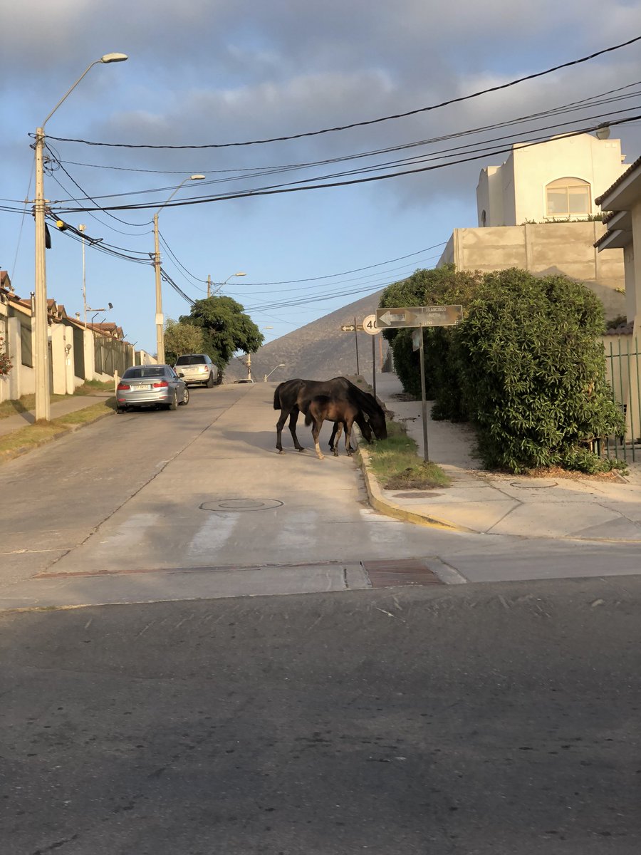 jhasfurab's tweet photo. Nuevamente caballos sueltos en sector San Joaquin (Francisco Ariztia ) @TTICoquimbo https://t.co/CmxJyp5K5E